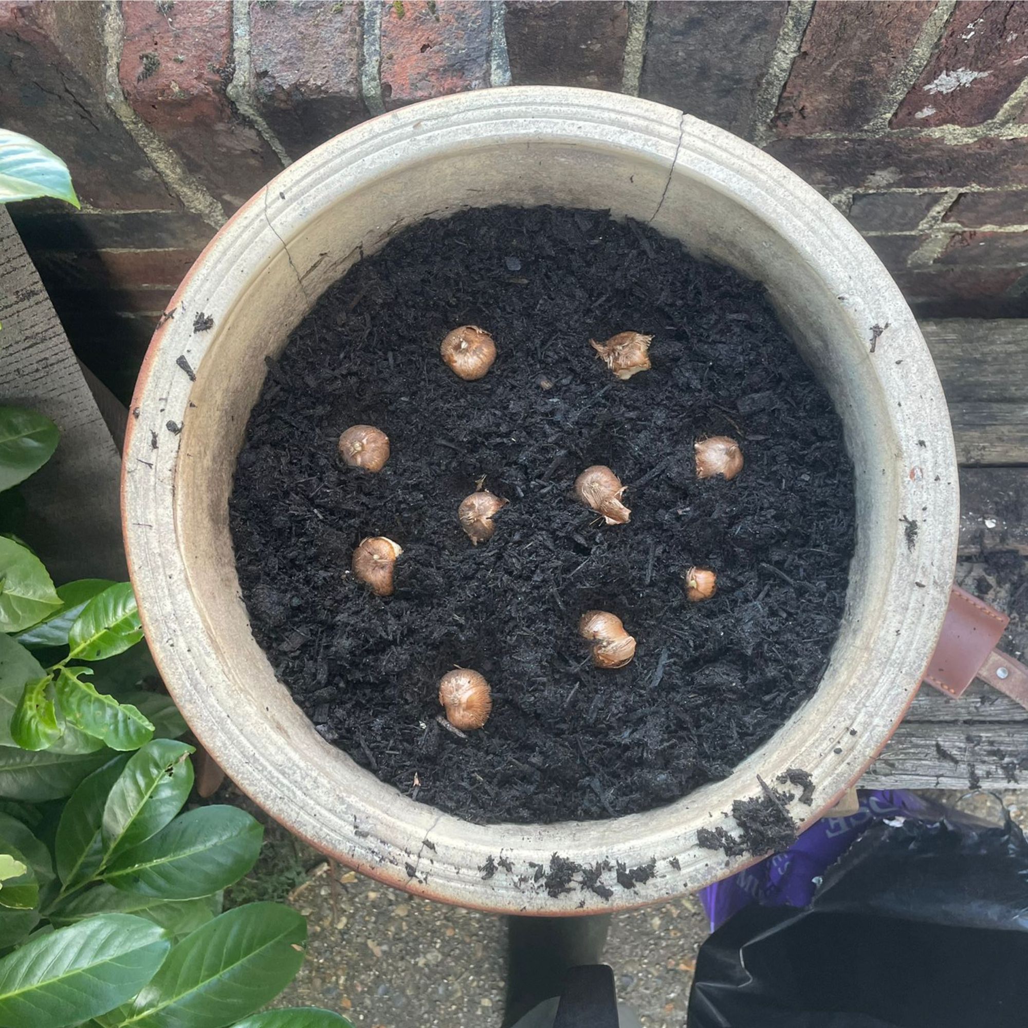 Bulb lasagne in a pot: step by step