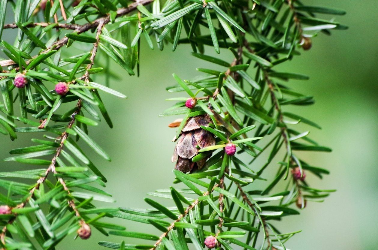 shade conifer