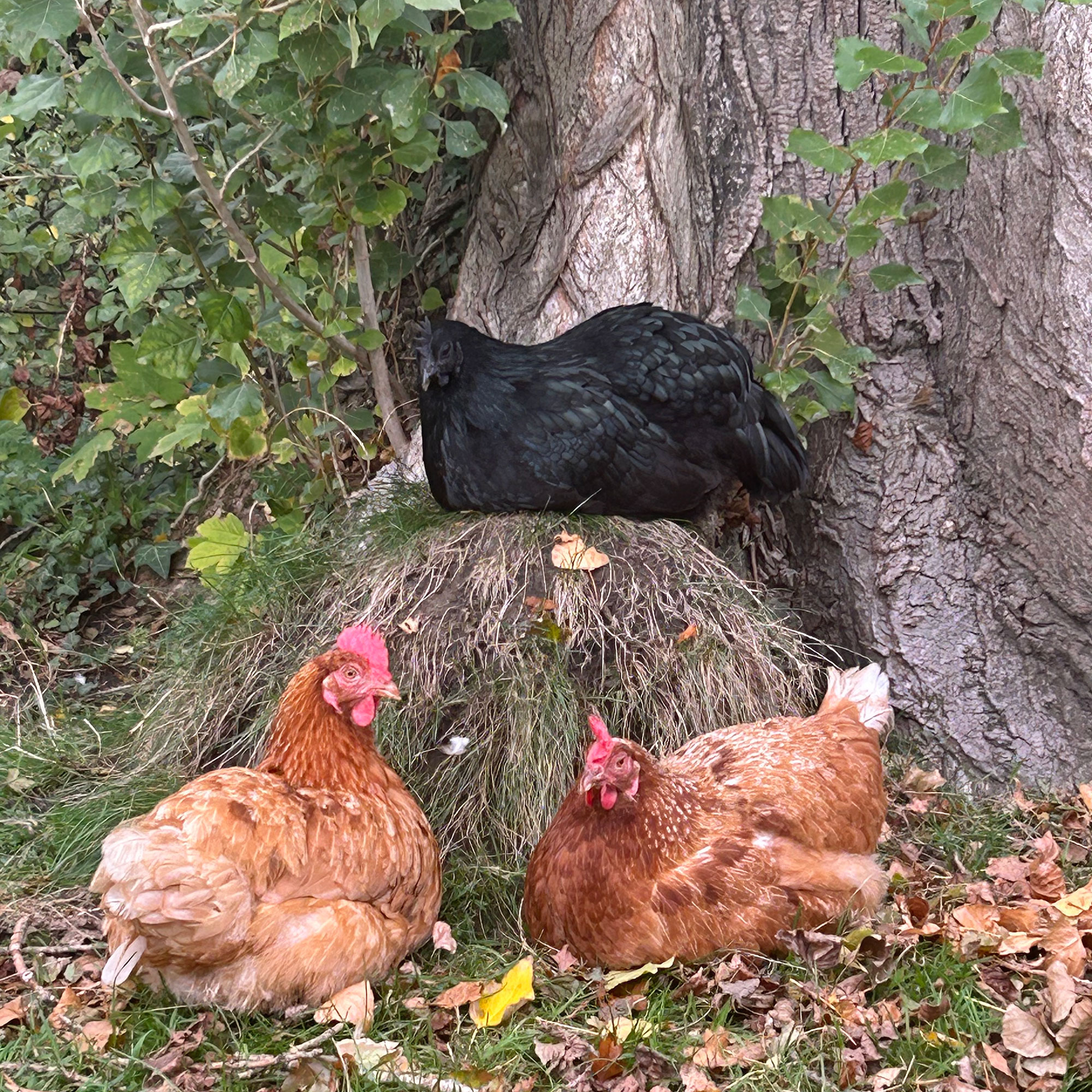 Two tan and one black chicken in garden