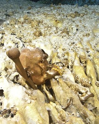 The skull of Naia, the teen girl who died 12,000 to 13,000 years ago, on the floor of Hoyo Negro, an underwater cave on Mexico's Yucatan Peninsula, as it was discovered in 2007, resting against the left humerus (upper armbone).