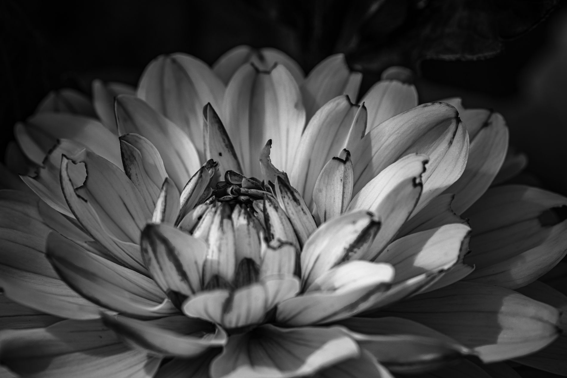 GuruShots - Powerful Black & White Jan 26