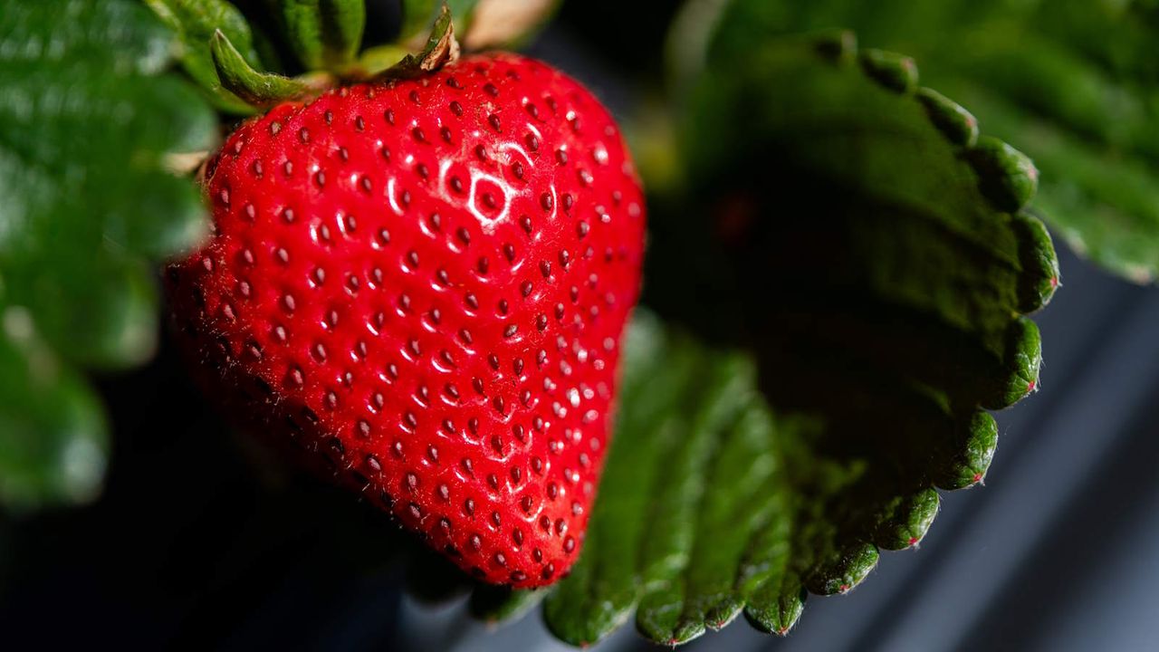 A large and ripe strawberry growing on a plant