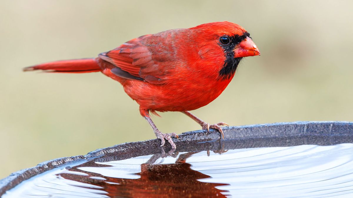 Every Bird Bath Needs This Easy Tupperware Trick to Keep Birds Happy in Summer Heat