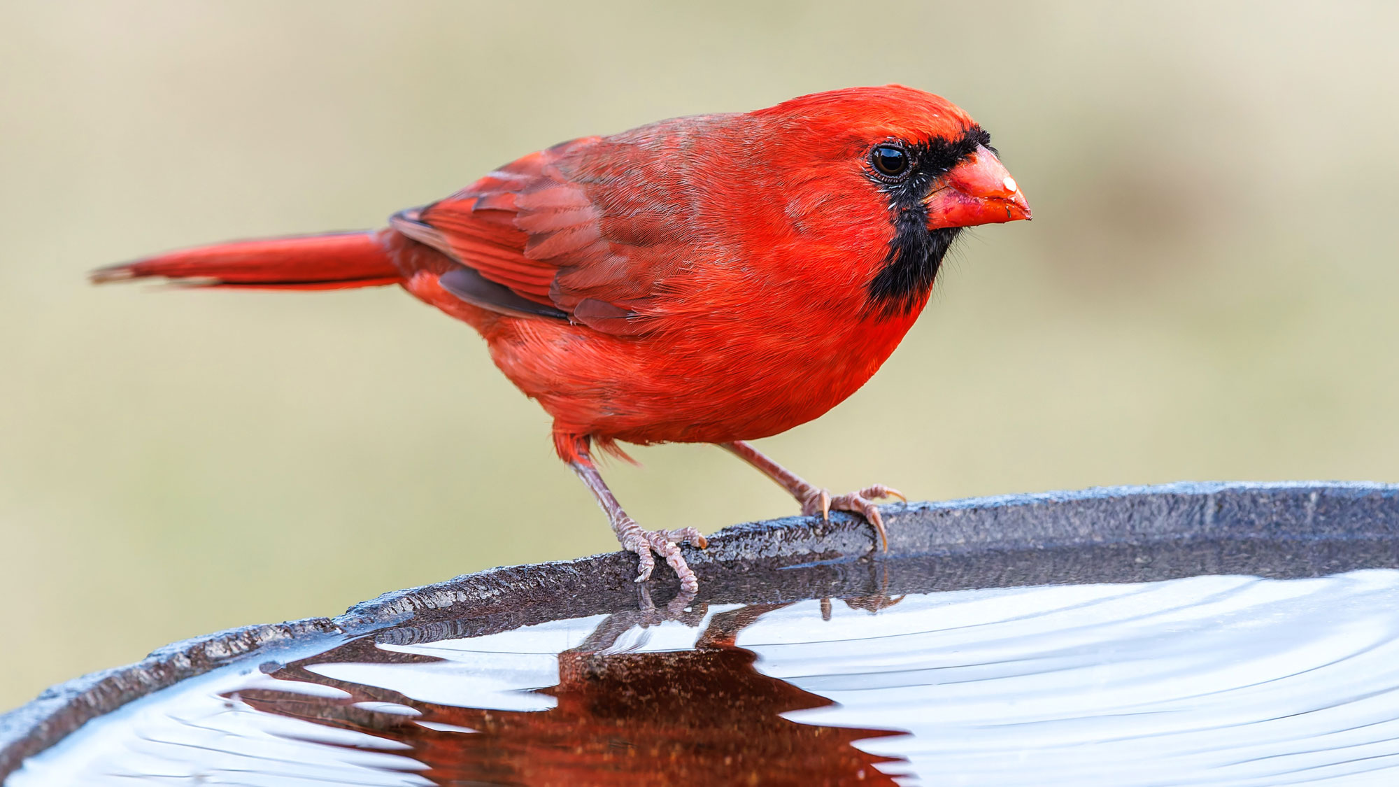 northern cardinal sitting on rim of stone bird bath