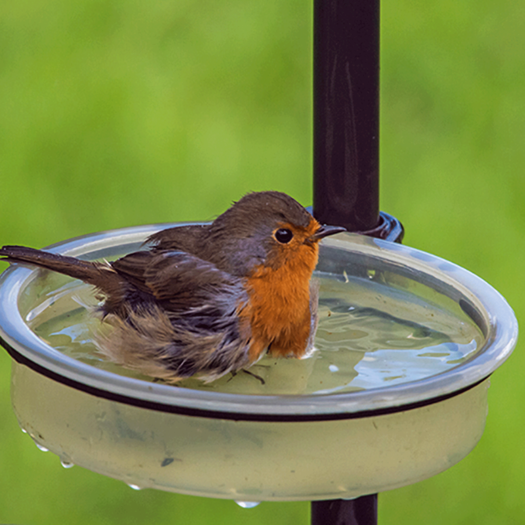 Robin in bird bath