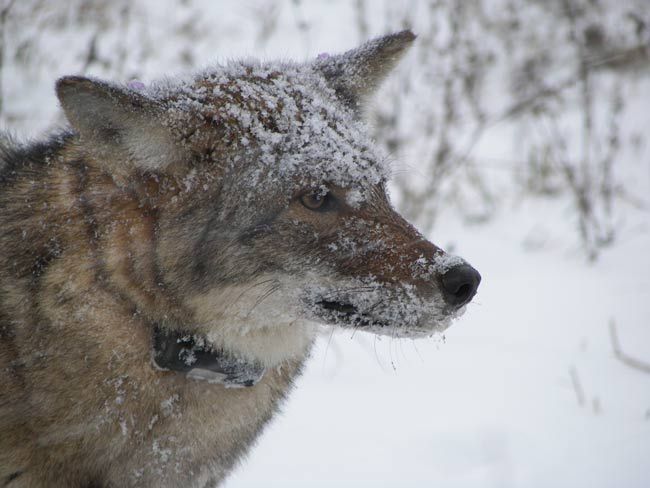 Coyote Facts Live Science