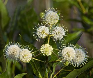 button bush showing white spherical flowers