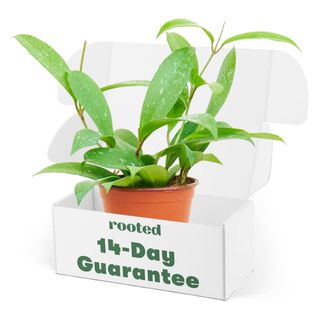 A green plant in a white box on a white background.
