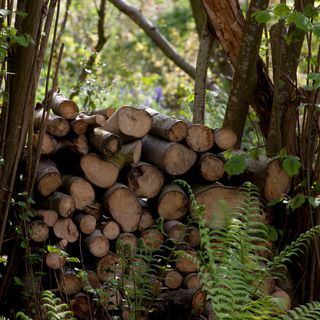 log pile in a woodland area as a home for wildlife