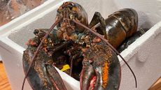 A pair of green and red lobsters sit in a square Styrofoam container. 