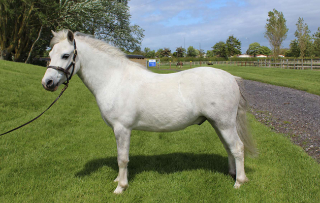World-Horse-Welfare-Norman1.jpg