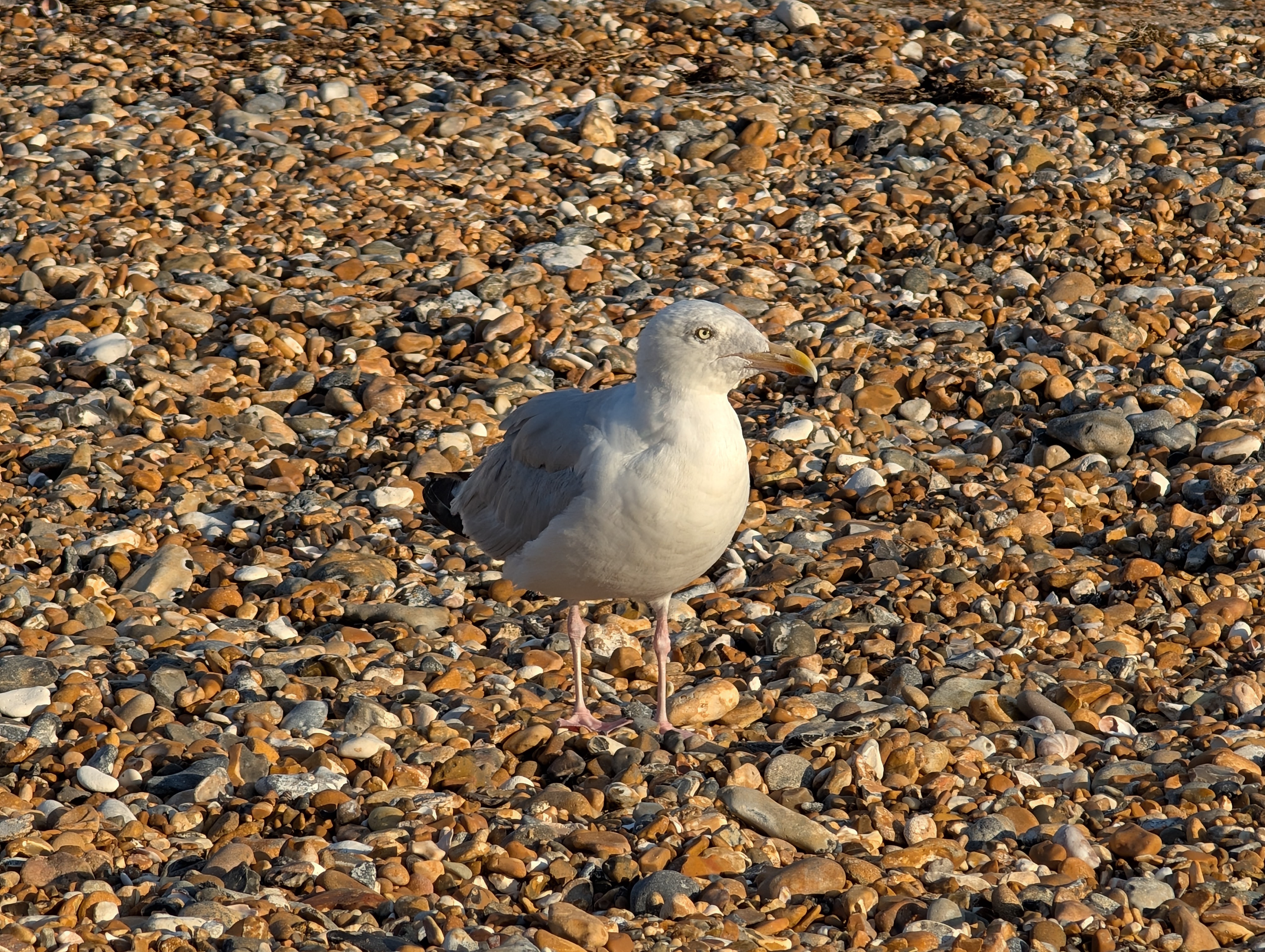 Google Pixel 9 Pro XL camera sample seagull 5x