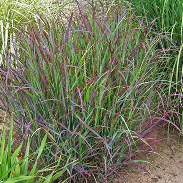 Prairie Winds&amp;reg; Cheyenne Sky Red Switch Grass
