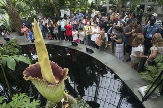 The corpse flower is the biggest star today at the New York Botanical Garden.
