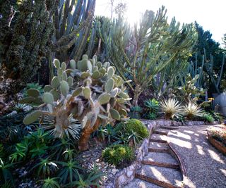 cactus border