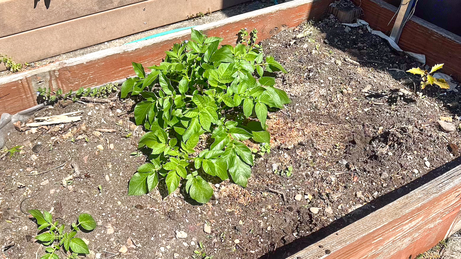 raised garden bed cardboard box buried
