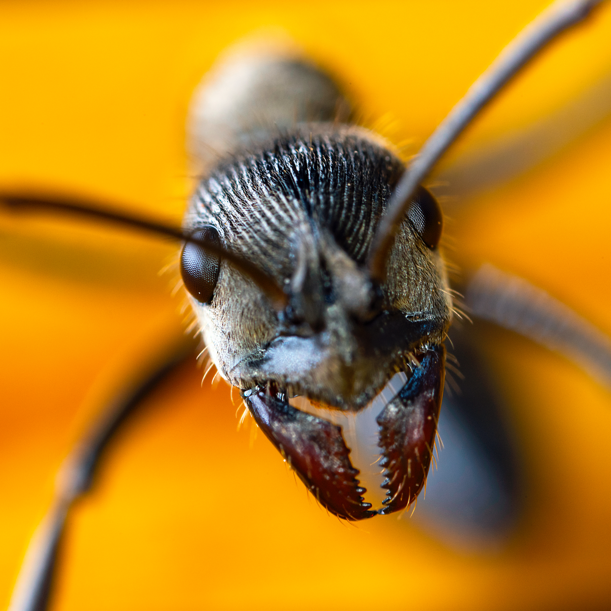 macro shot of ant showing fine face details