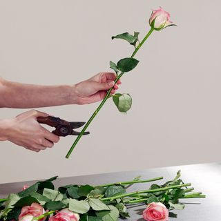 Woman cutting rose stems