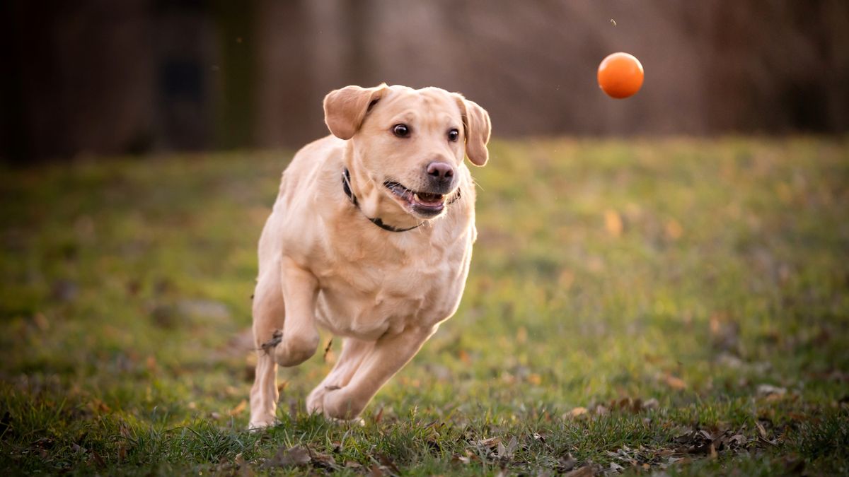 Dog chasing after ball