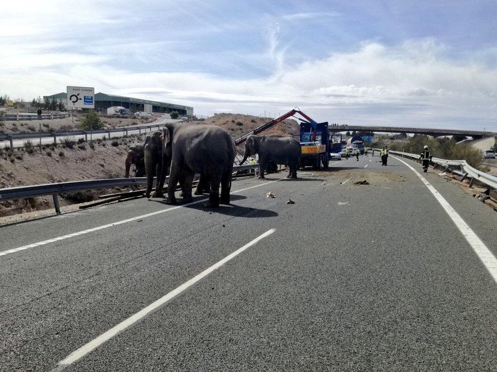 Elephant lorry