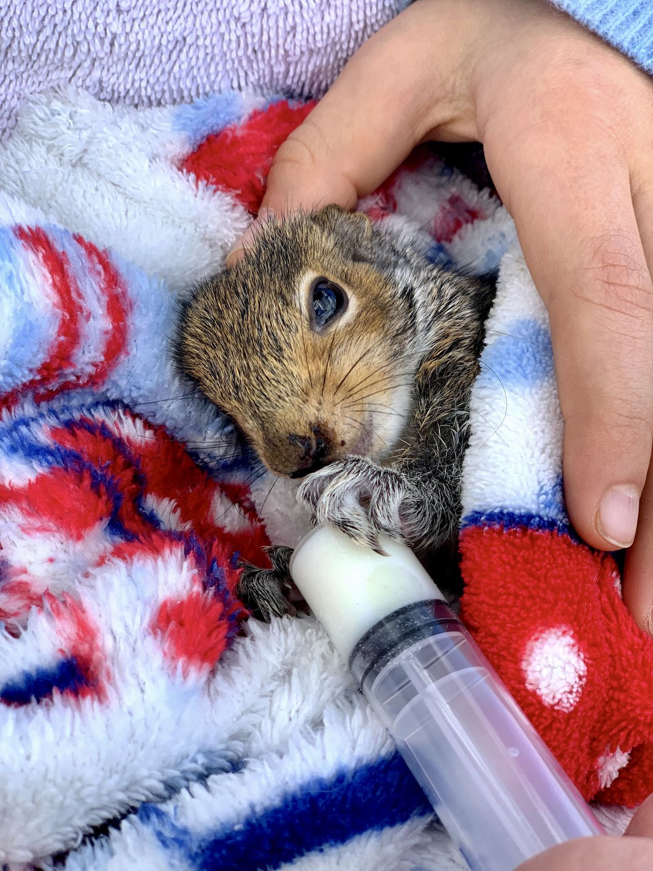 RSPCA Young Photographers Award
