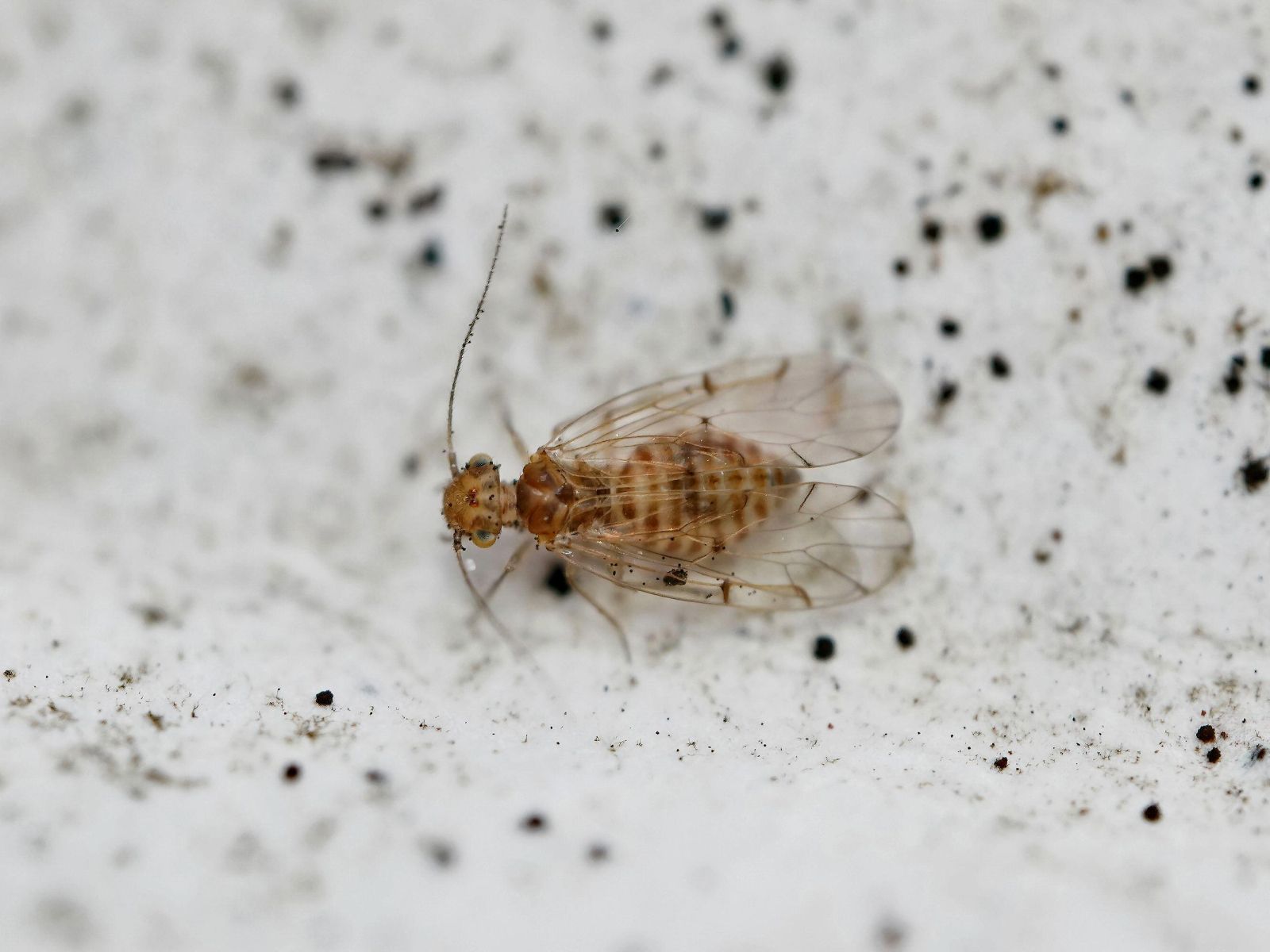 Are these mould-loving insects living in your wallpaper? Expert reveals the signs to look out for