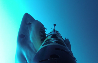 This what a hunting great white sharks looks like