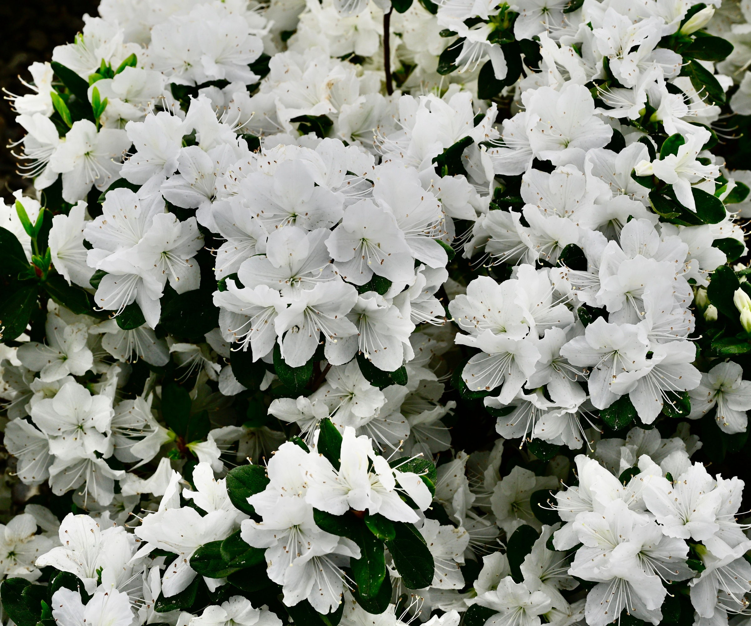 A cluster of white azalea flowers and dark green glossy foliage