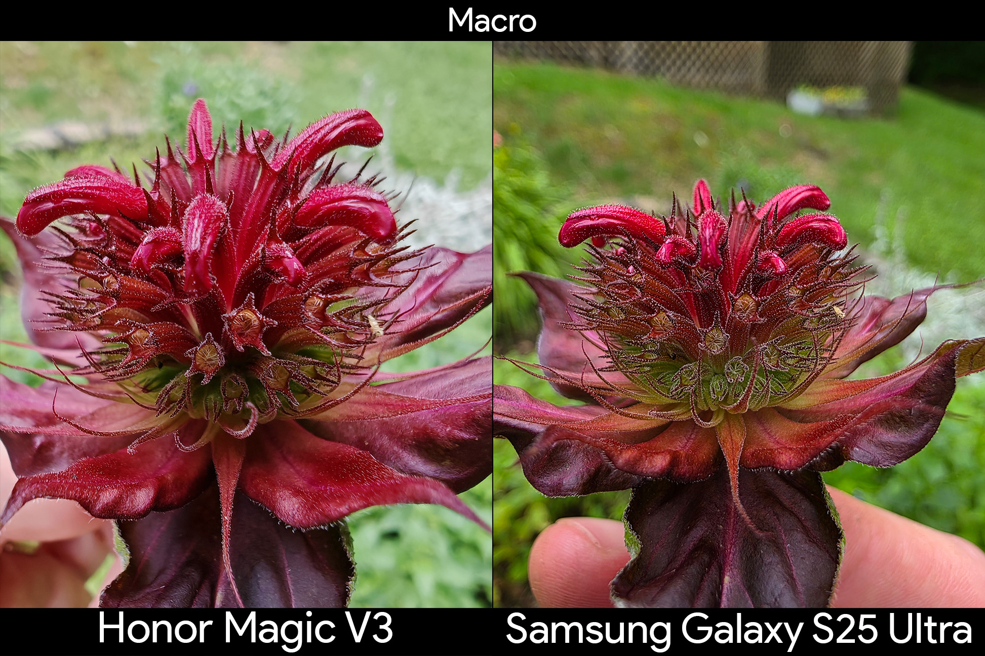 Comparing the ultrawide camera's macro mode between the Honor Magic V3 and Samsung Galaxy S25 Ultra looking at a flowerup close