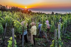 Summer pruning Milo Etna Superiore Alamy 2R1RABK