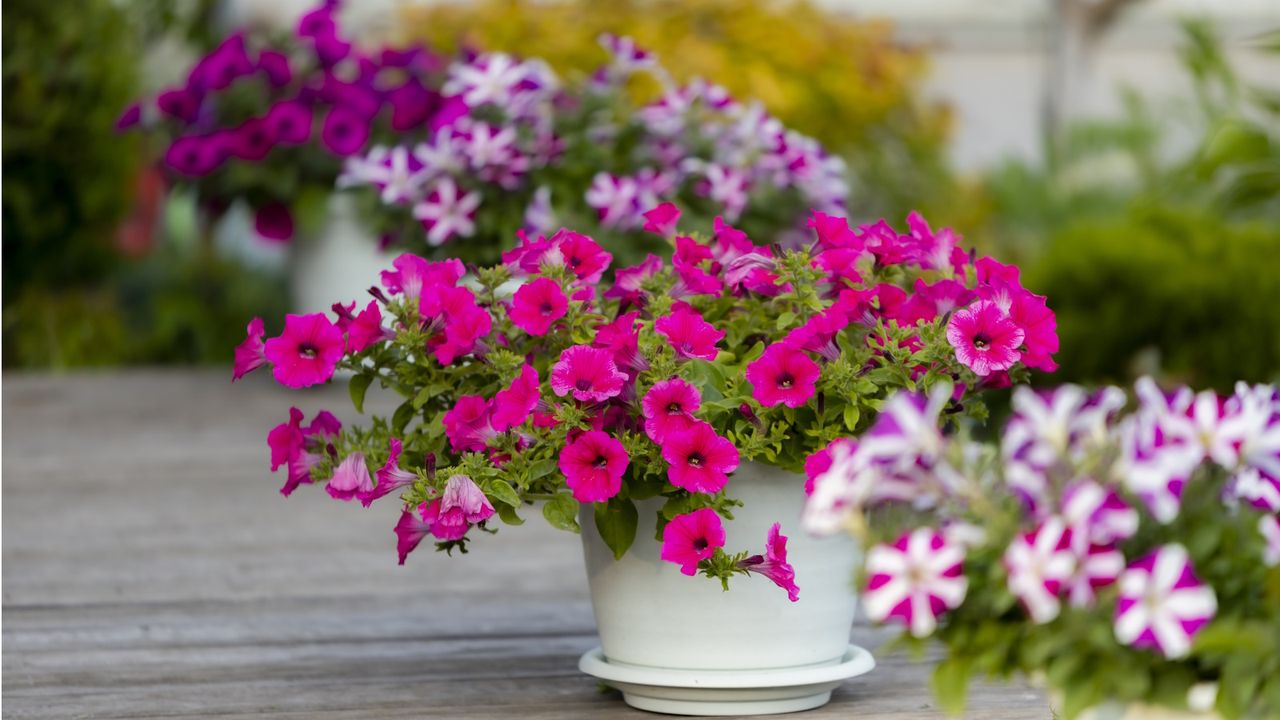 How to grow petunias in pots