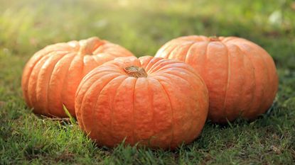 Three large pumpkins in a field