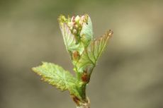 Sustainability in Champagne