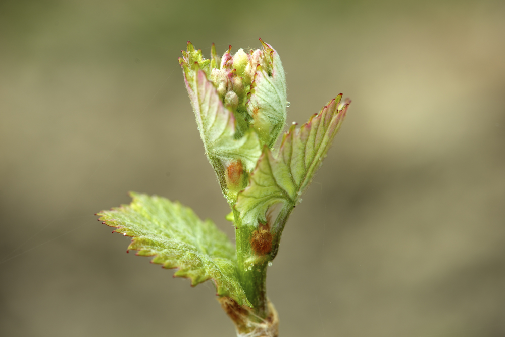 Sustainability in Champagne