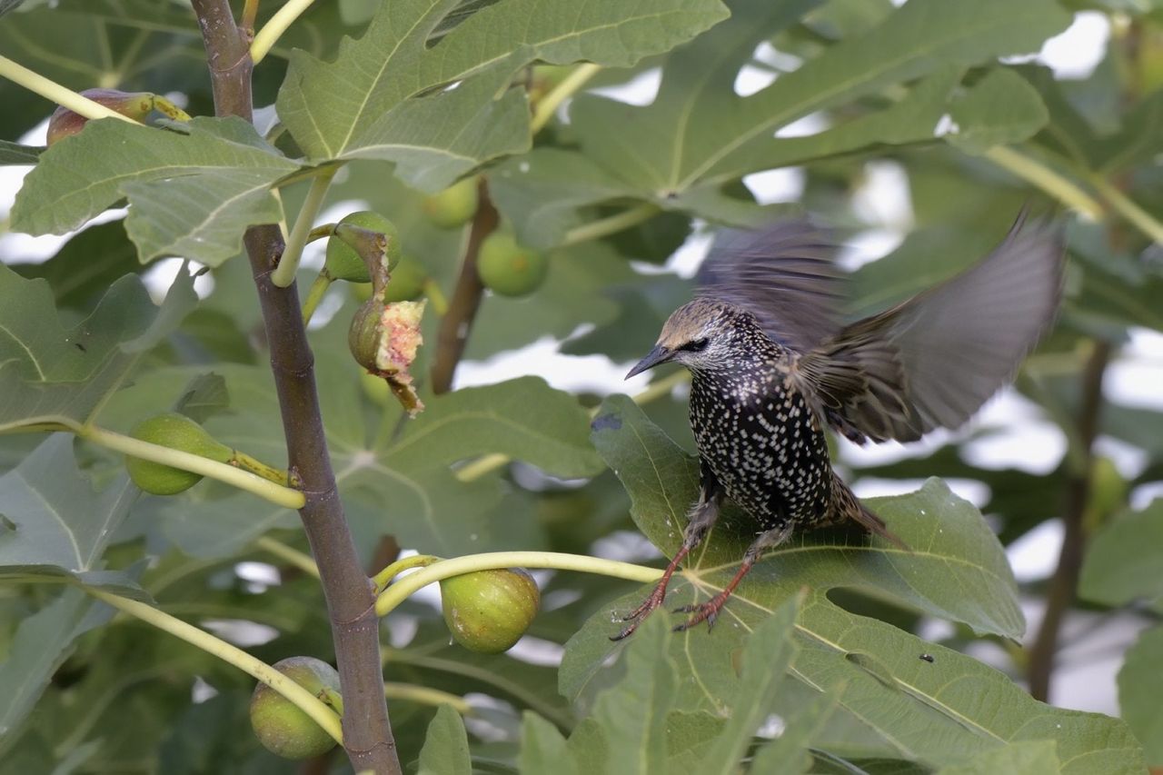 fig bird