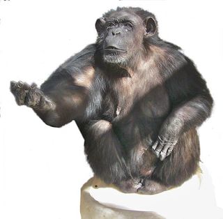 adult chimpanzee weight