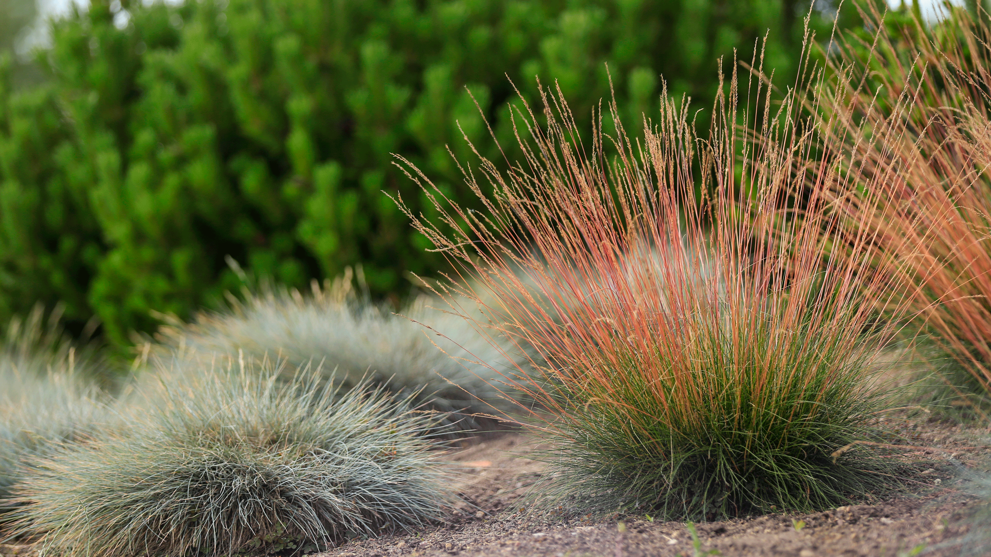 Drought tolerant gardens