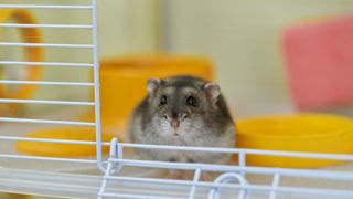 Hamster sitting inside cage