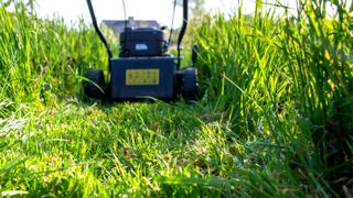Ground level lokk at cutting long grass with mower slightly out of focus