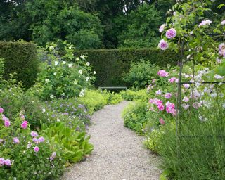 path lined with rose bushes