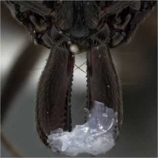 Researchers glued the ant's jaws together to see whether the insects could still escape from predators.