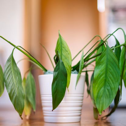 drooping peace lily in a white pot