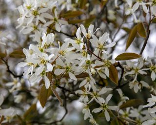 Amelanchier tree blossoms