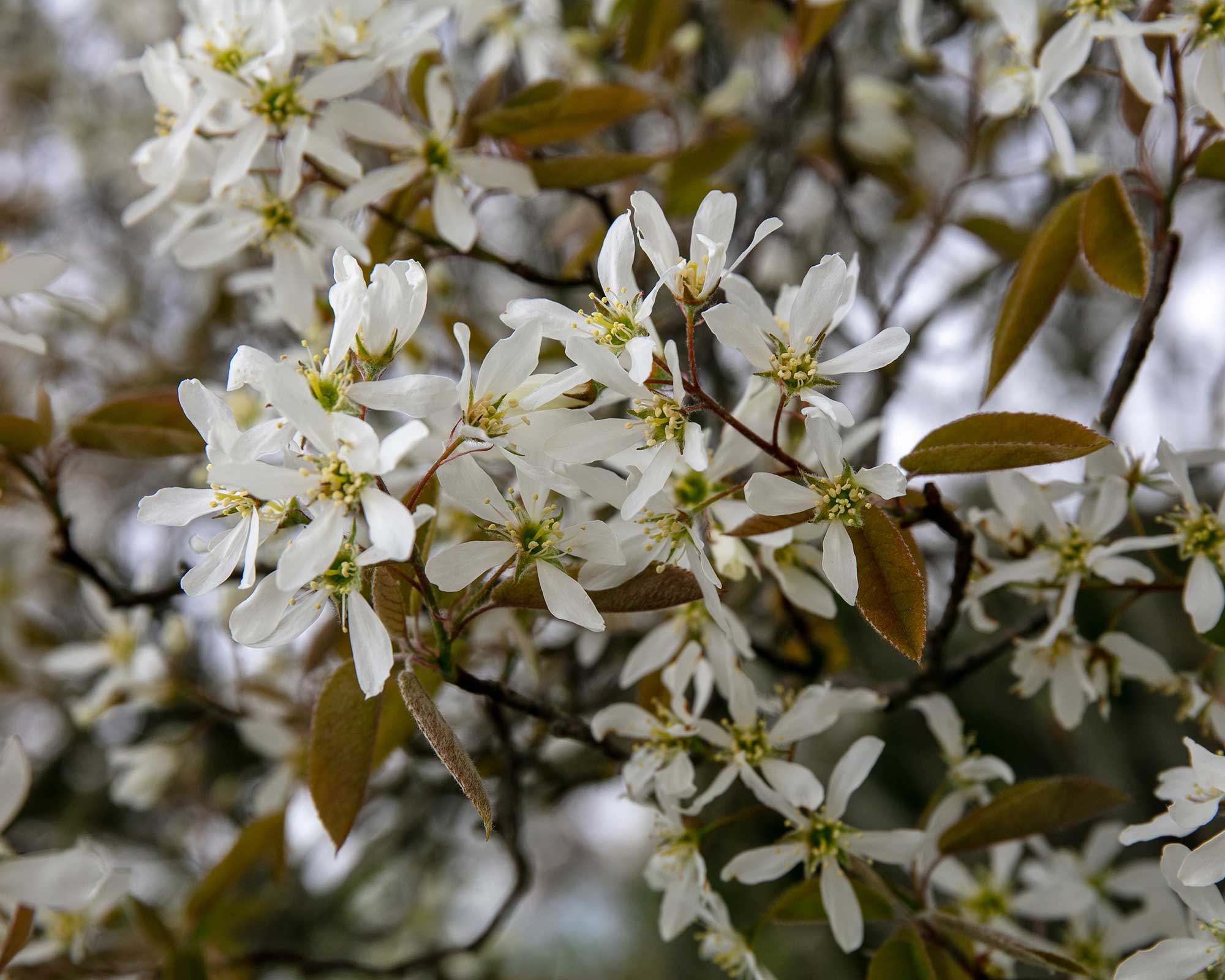 Best trees for small gardens 11 top picks for lessthanlarge plots