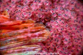 Red Irish Lords are good fathers. Males of this fish species guard their egg masses carefully, fanning them with their fins to keep the eggs oxygenated. Photographer Chad Tamis got this detailed shot of the developing offspring in their eggs, shielded by