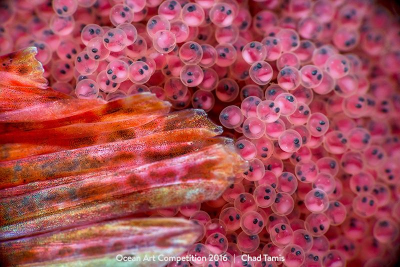 Red Irish Lords are good fathers. Males of this fish species guard their egg masses carefully, fanning them with their fins to keep the eggs oxygenated. Photographer Chad Tamis got this detailed shot of the developing offspring in their eggs, shielded by