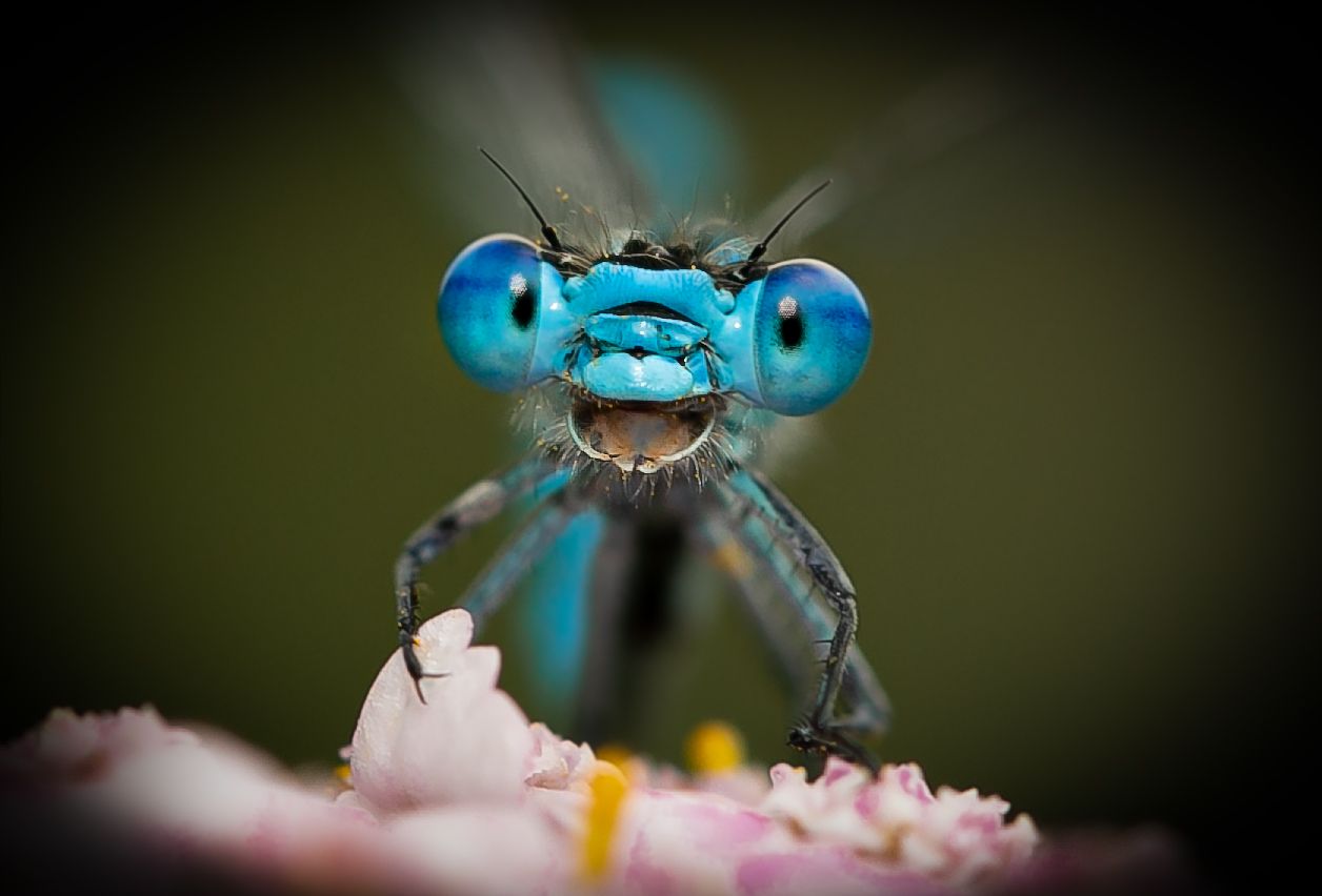 comedy wildlife photography