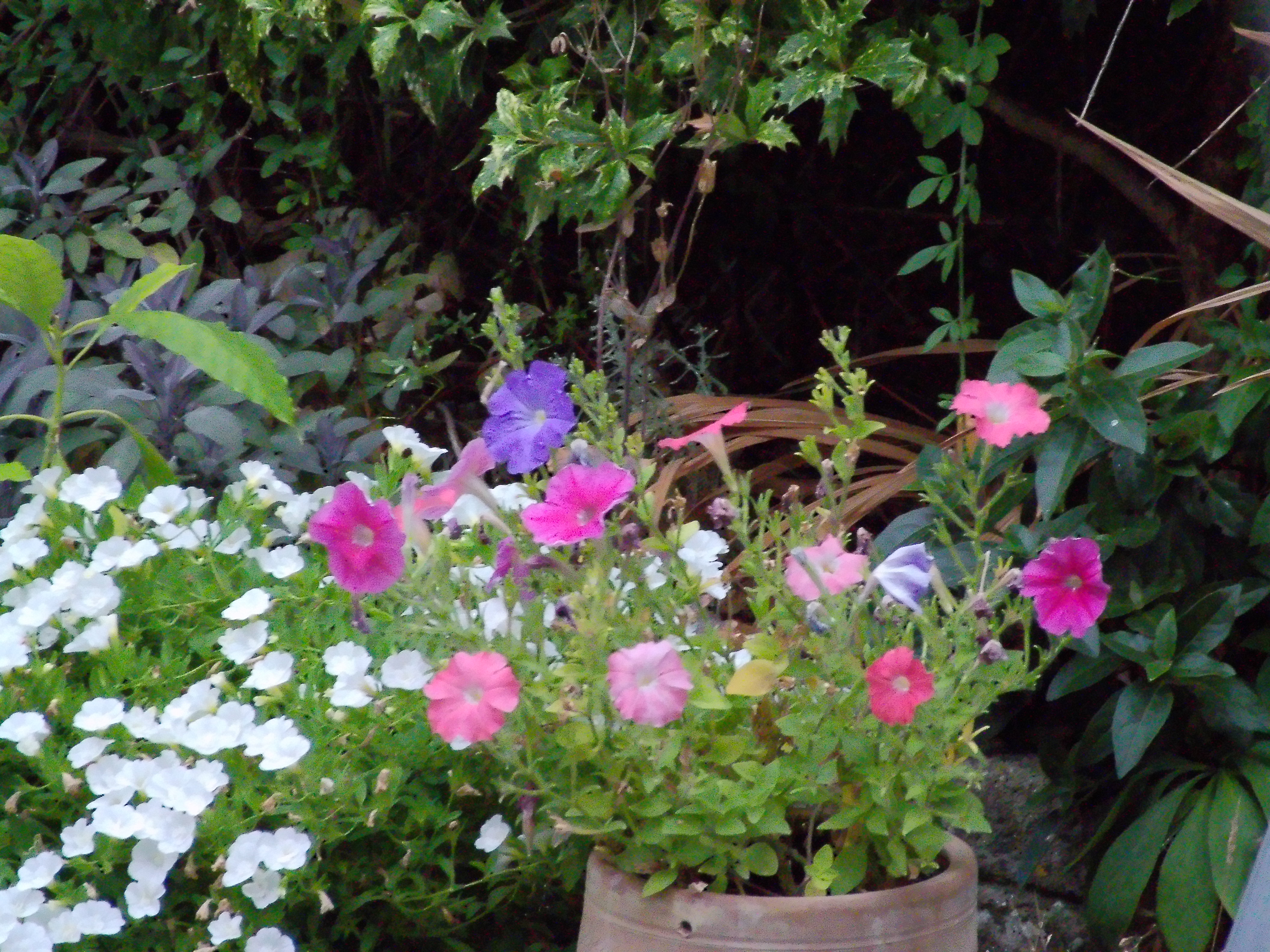 AgfaPhoto Realishot C130 example shot