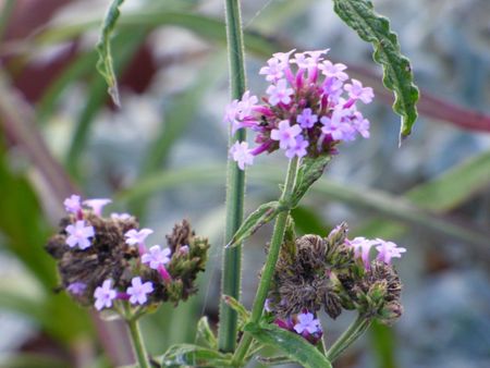 Verbena Plant