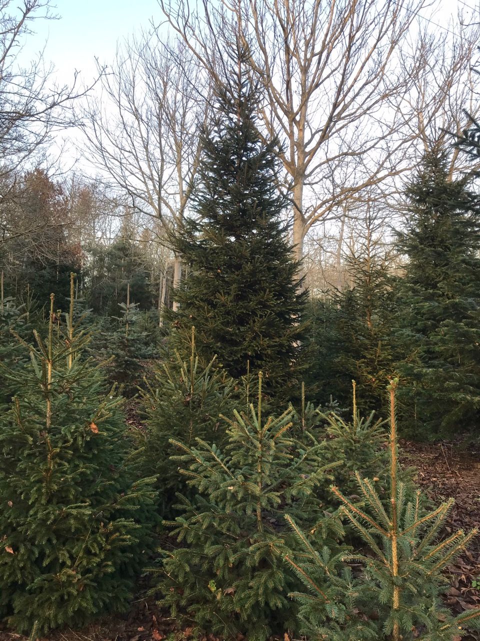 Real Christmas trees delivered your guide to the best in the UK Livingetc